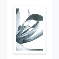 Kunstdruck Poster Bild Druck Motiv: "Aloe Vera" 21x30cm