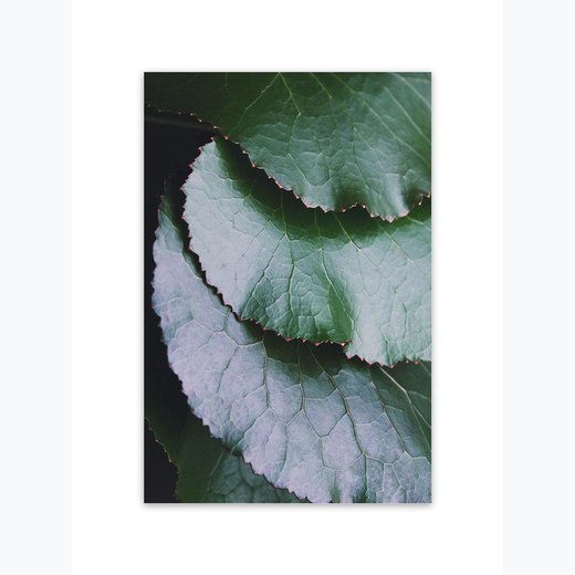 Grüne Blätter 2 als Kunstdruck 21x30