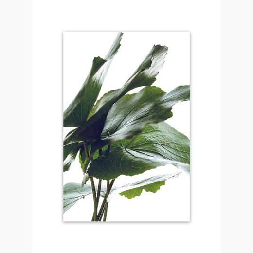 Grüne Blätter 3 als Kunstdruck 21x30