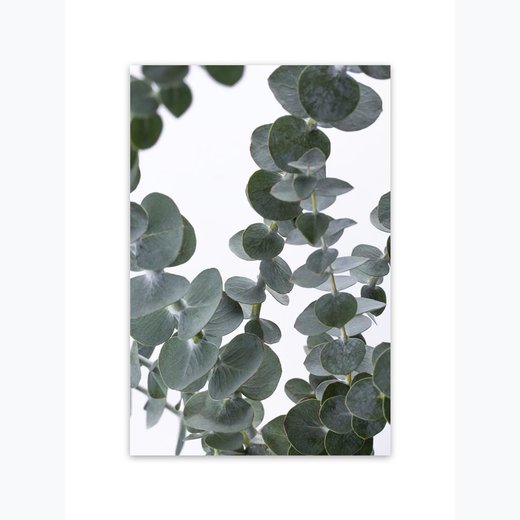 Eukalyptus 3 als Kunstdruck 21x30