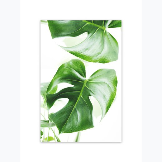 Philodendron als Kunstdruck 21x30cm