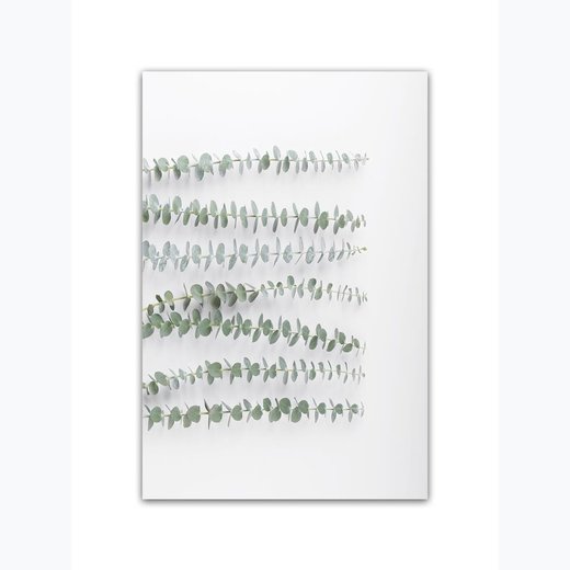 Eukalyptus 6 als Kunstdruck 21x30cm