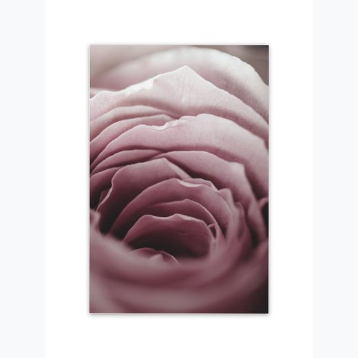 Rose  Rosa 1 als Kunstdruck 30x21cm
