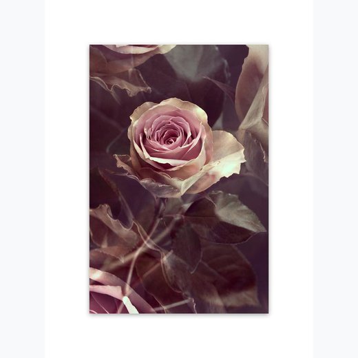 Romantische Rose als Kunstdruck 21x30cm