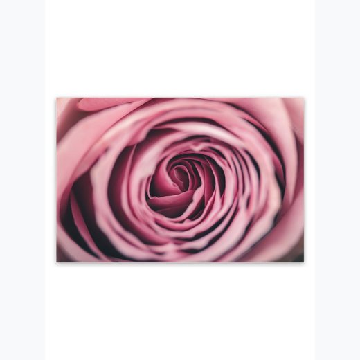 Rose  Rosa 2 als Kunstdruck 30x21cm